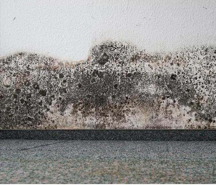 Mold On A Wall